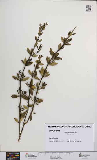 Teucrium bicolor [Espécimen: UCH:AGUCH:0046471]