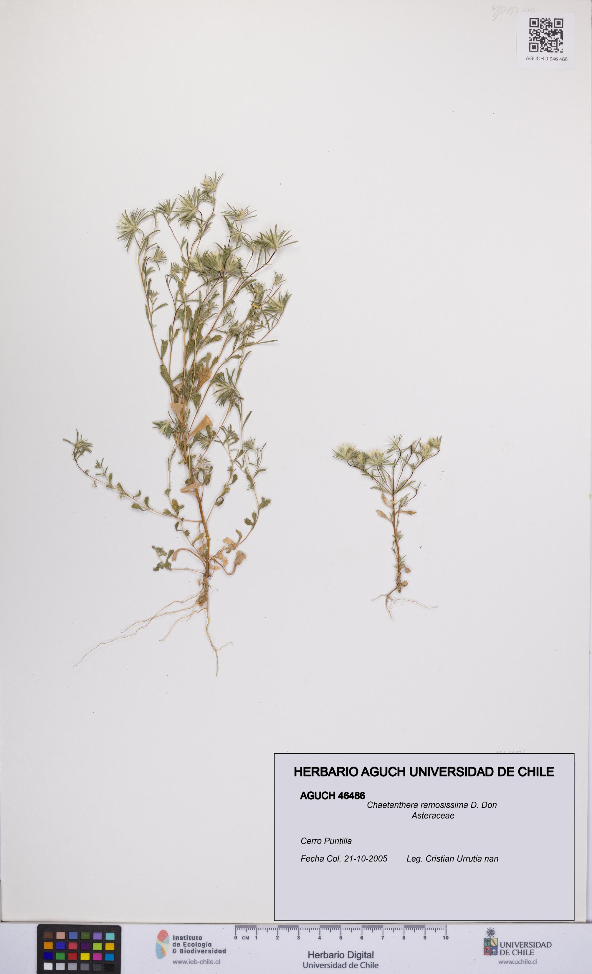 Chaetanthera ramosissima [Espécimen: UCH:AGUCH:0046486]