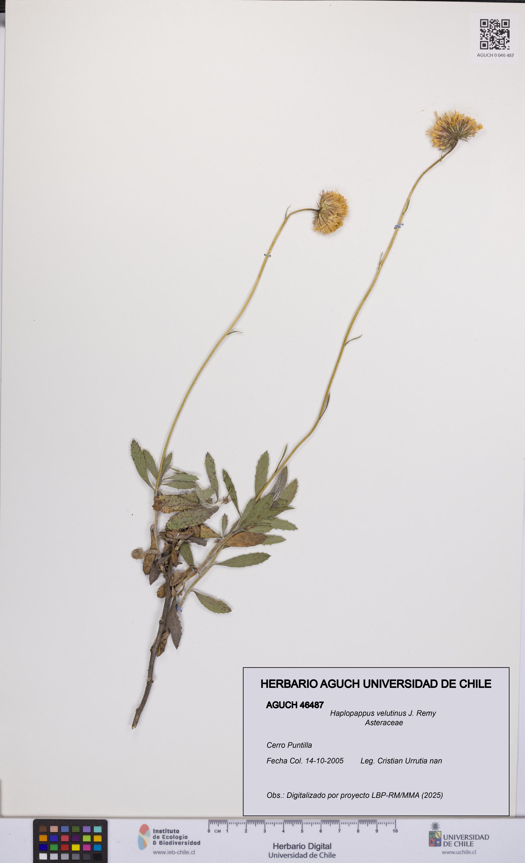 Haplopappus velutinus [Espécimen: UCH:AGUCH:0046487]