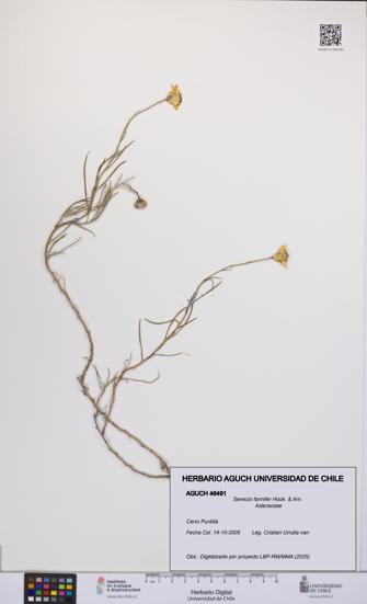 Senecio farinifer [Espécimen: UCH:AGUCH:0046491]