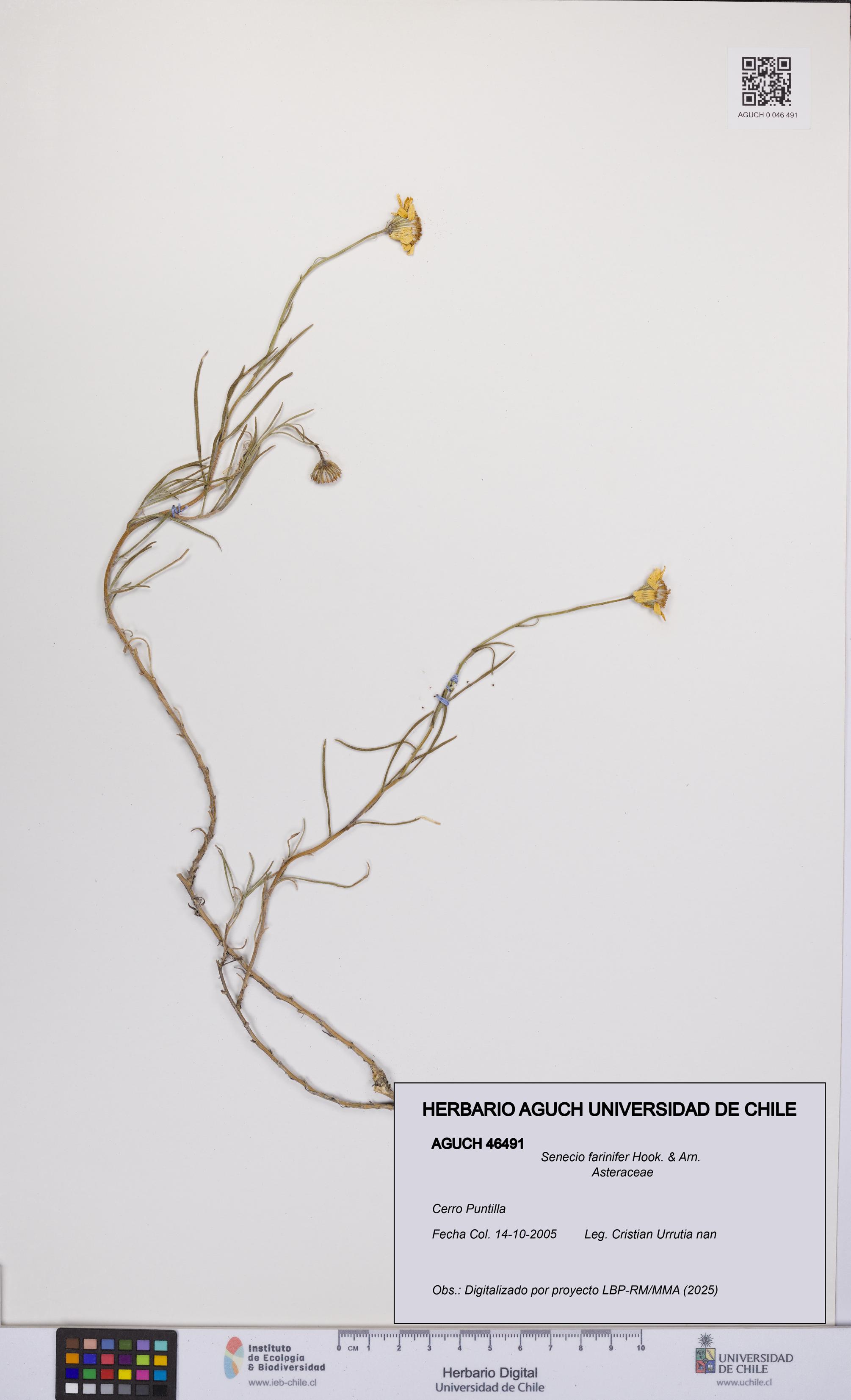 Senecio farinifer [Espécimen: UCH:AGUCH:0046491]