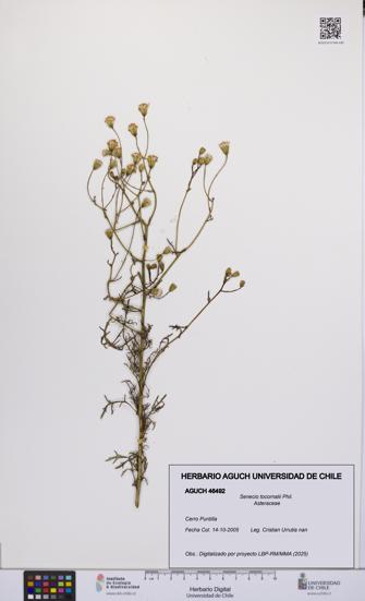 Senecio tocornalii [Espécimen: UCH:AGUCH:0046492]