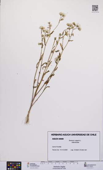 Senecio vulgaris [Espécimen: UCH:AGUCH:0046493]