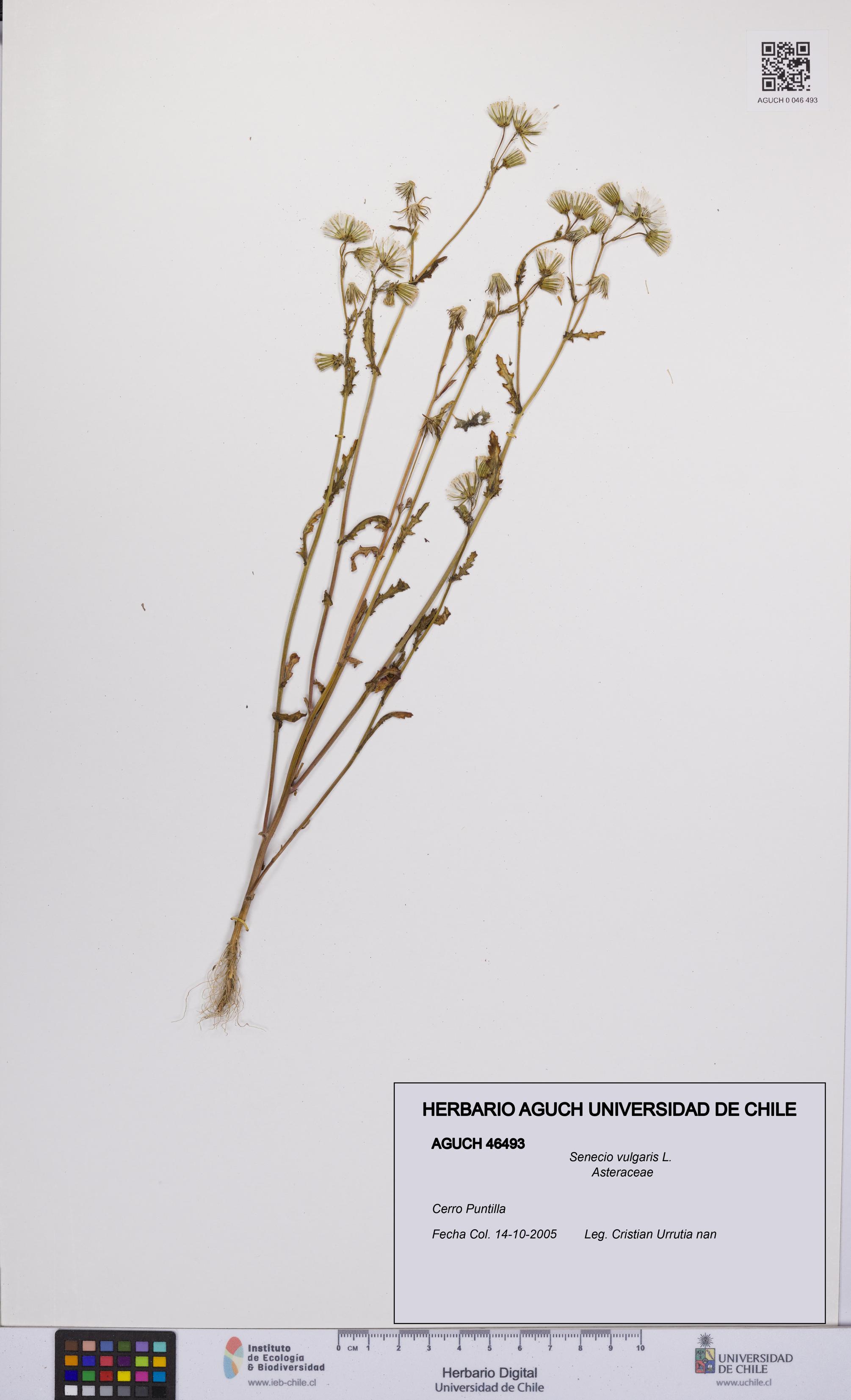 Senecio vulgaris [Espécimen: UCH:AGUCH:0046493]