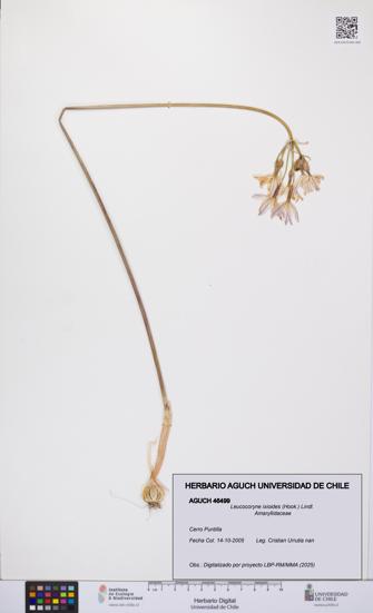 Leucocoryne ixioides [Espécimen: UCH:AGUCH:0046499]