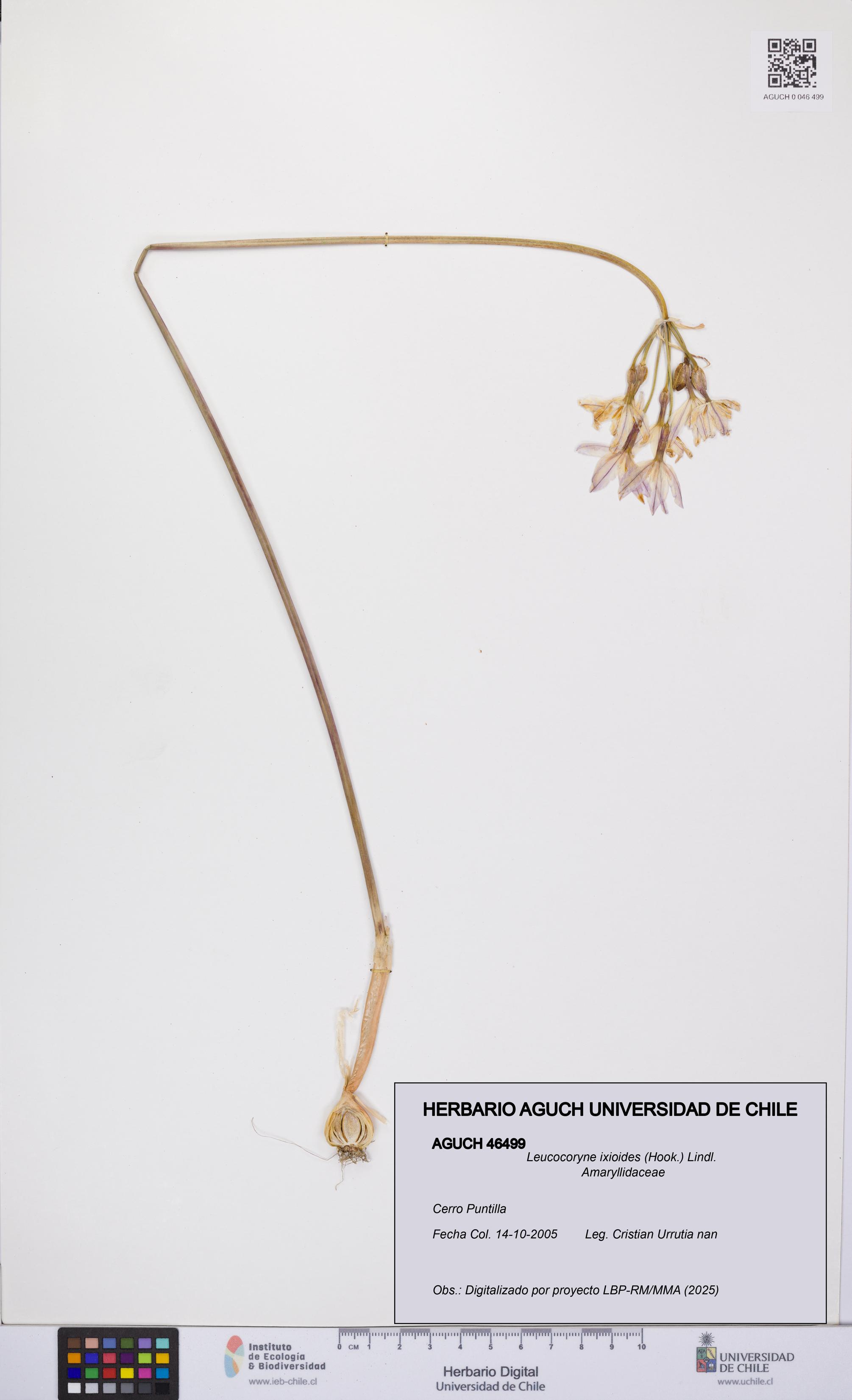 Leucocoryne ixioides [Espécimen: UCH:AGUCH:0046499]