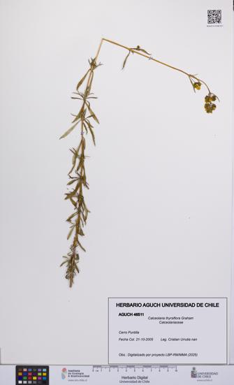 Calceolaria thyrsiflora [Espécimen: UCH:AGUCH:0046511]