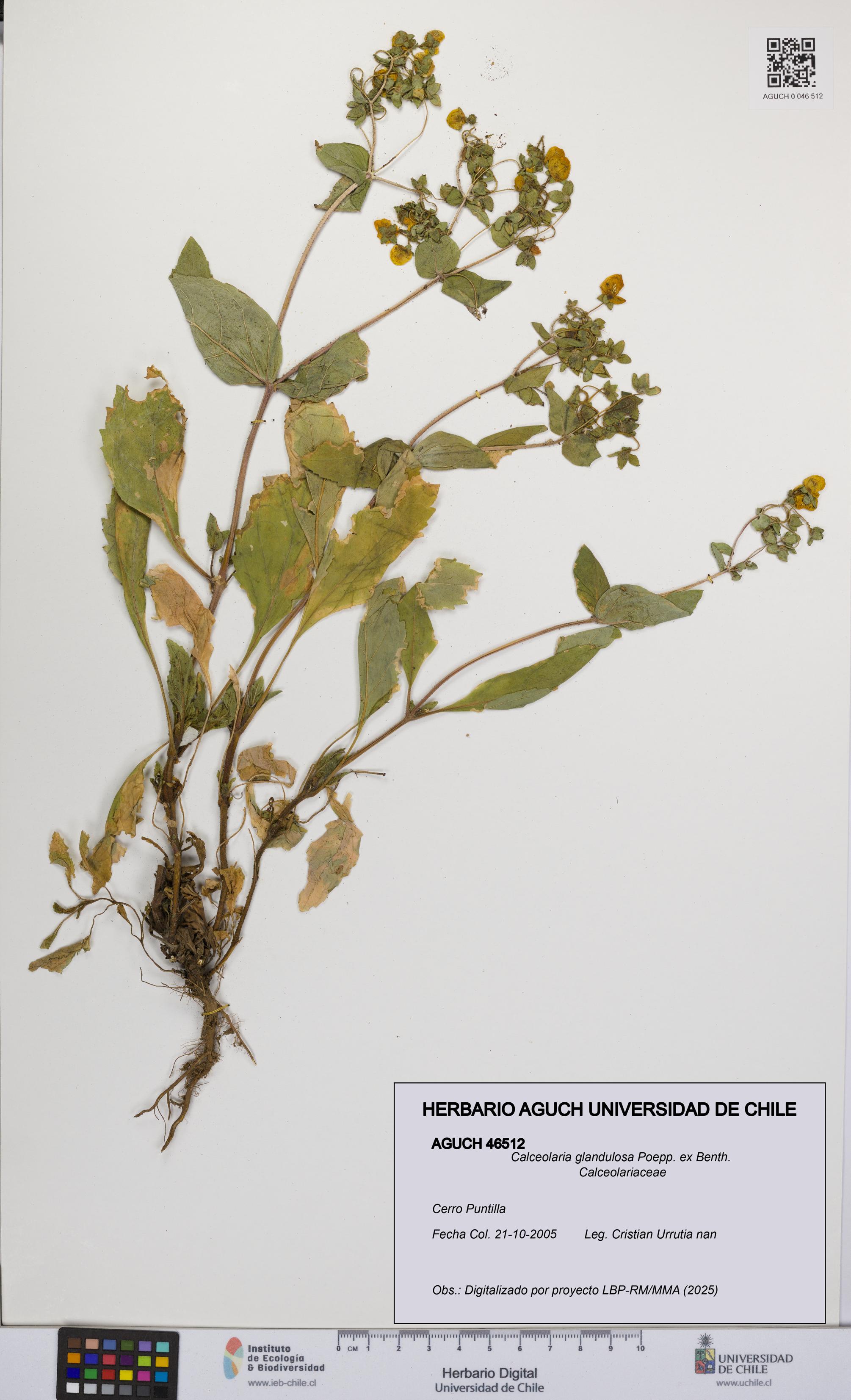 Calceolaria glandulosa [Espécimen: UCH:AGUCH:0046512]