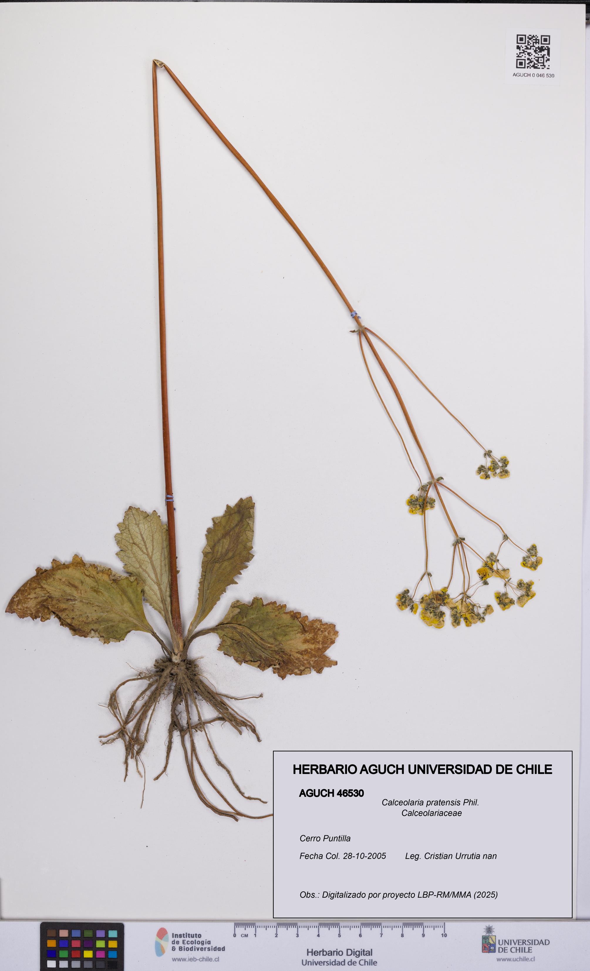 Calceolaria pratensis [Espécimen: UCH:AGUCH:0046530]