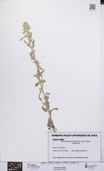 Gamochaeta spiciformis [Espécimen: UCH:AGUCH:0046557]