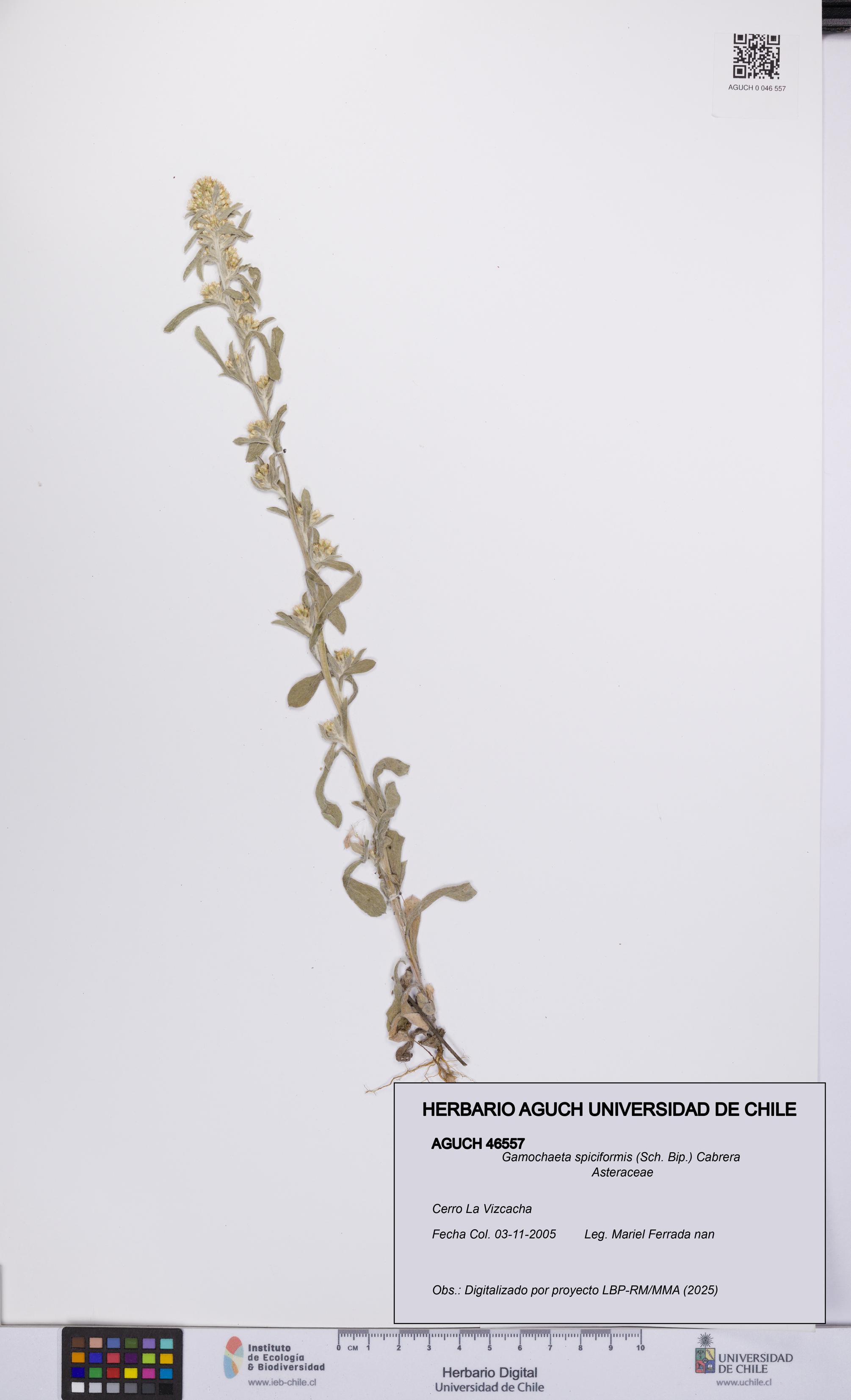 Gamochaeta spiciformis [Espécimen: UCH:AGUCH:0046557]