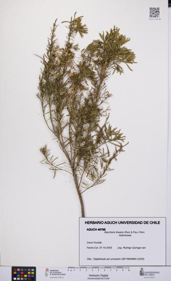 Baccharis linearis [Espécimen: UCH:AGUCH:0046788]