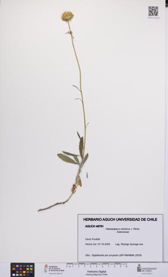 Haplopappus velutinus [Espécimen: UCH:AGUCH:0046791]