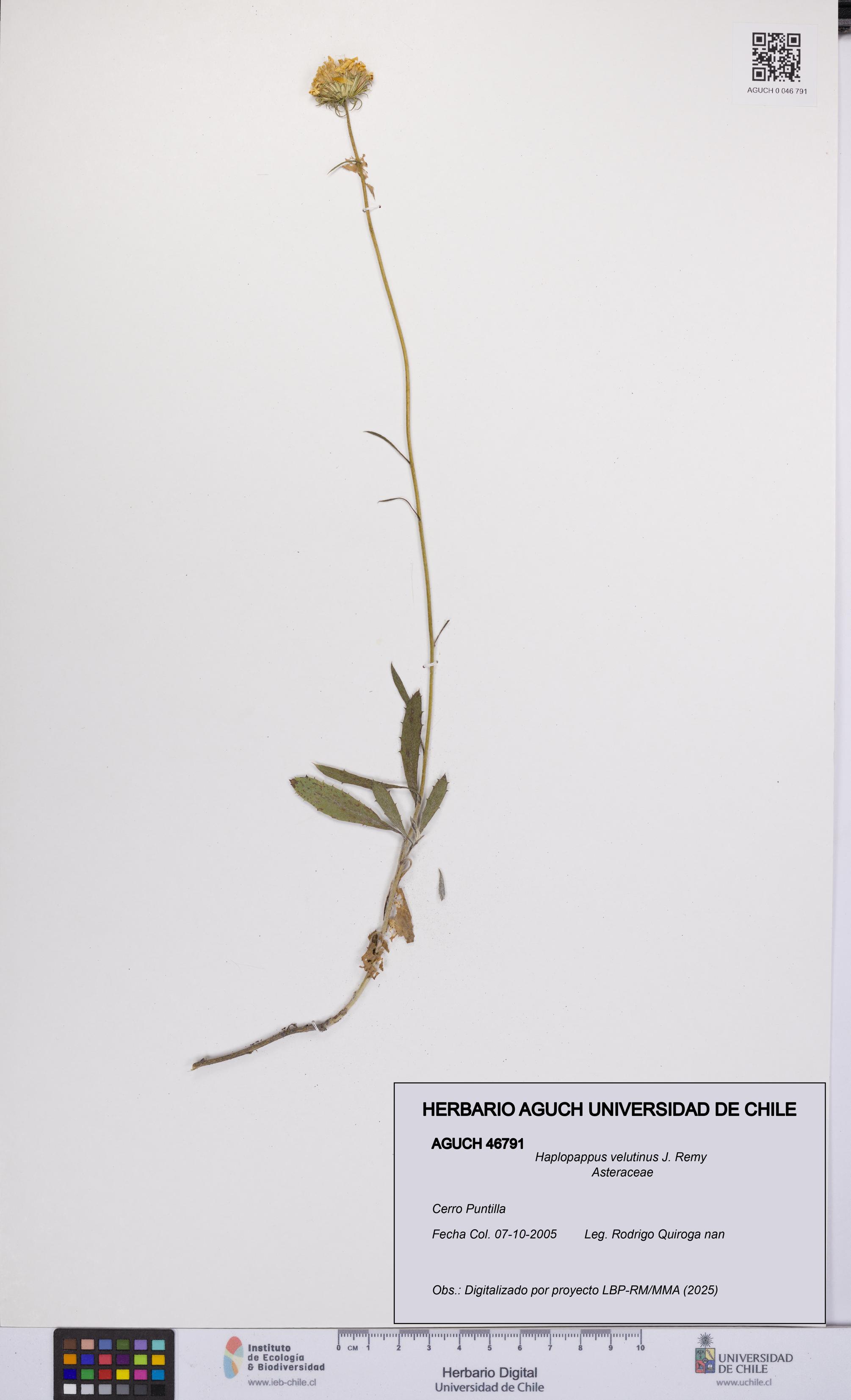 Haplopappus velutinus [Espécimen: UCH:AGUCH:0046791]