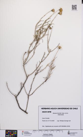 Senecio farinifer [Espécimen: UCH:AGUCH:0046796]