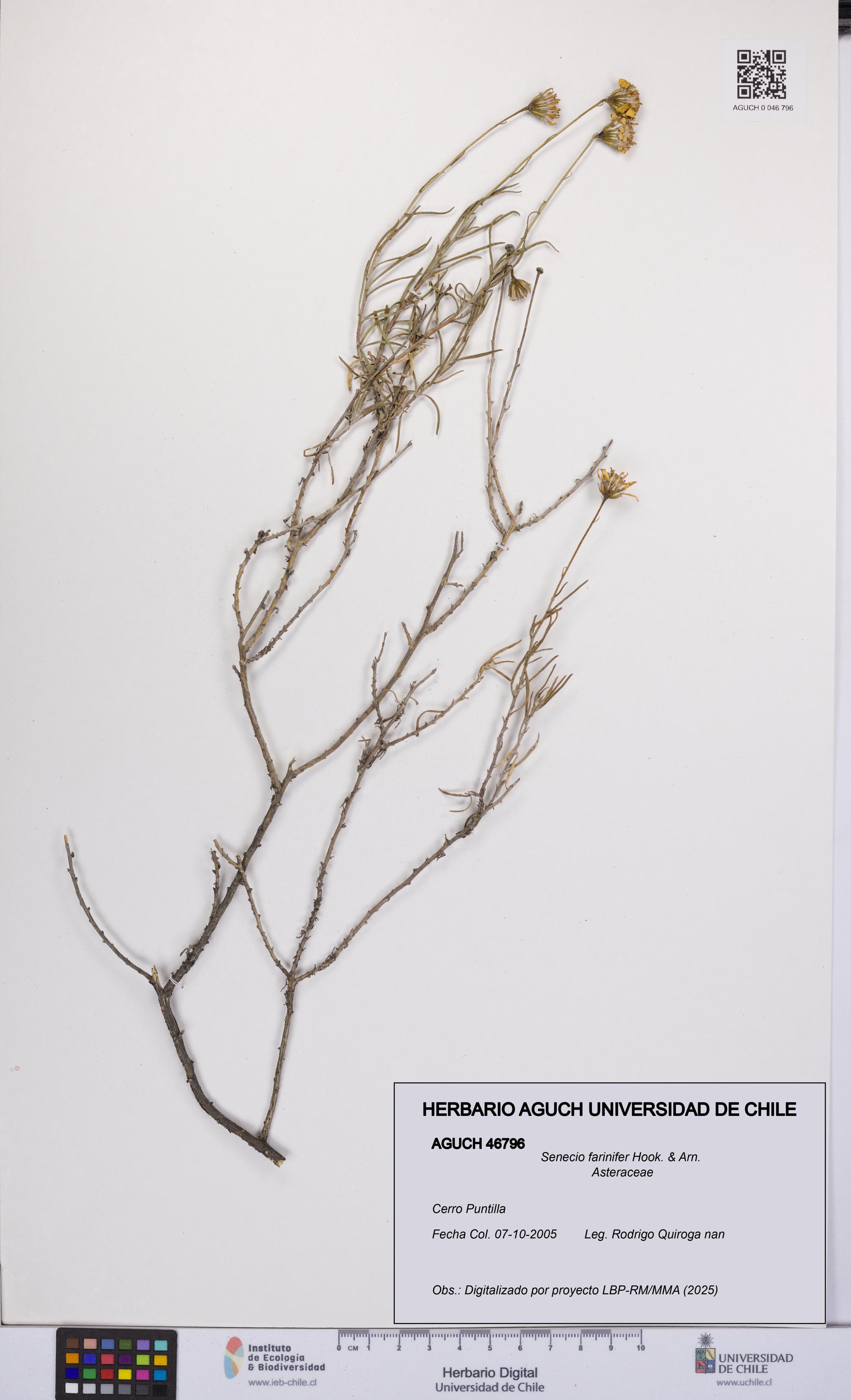 Senecio farinifer [Espécimen: UCH:AGUCH:0046796]