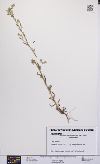 Cryptantha clandestina [Espécimen: UCH:AGUCH:0046798]