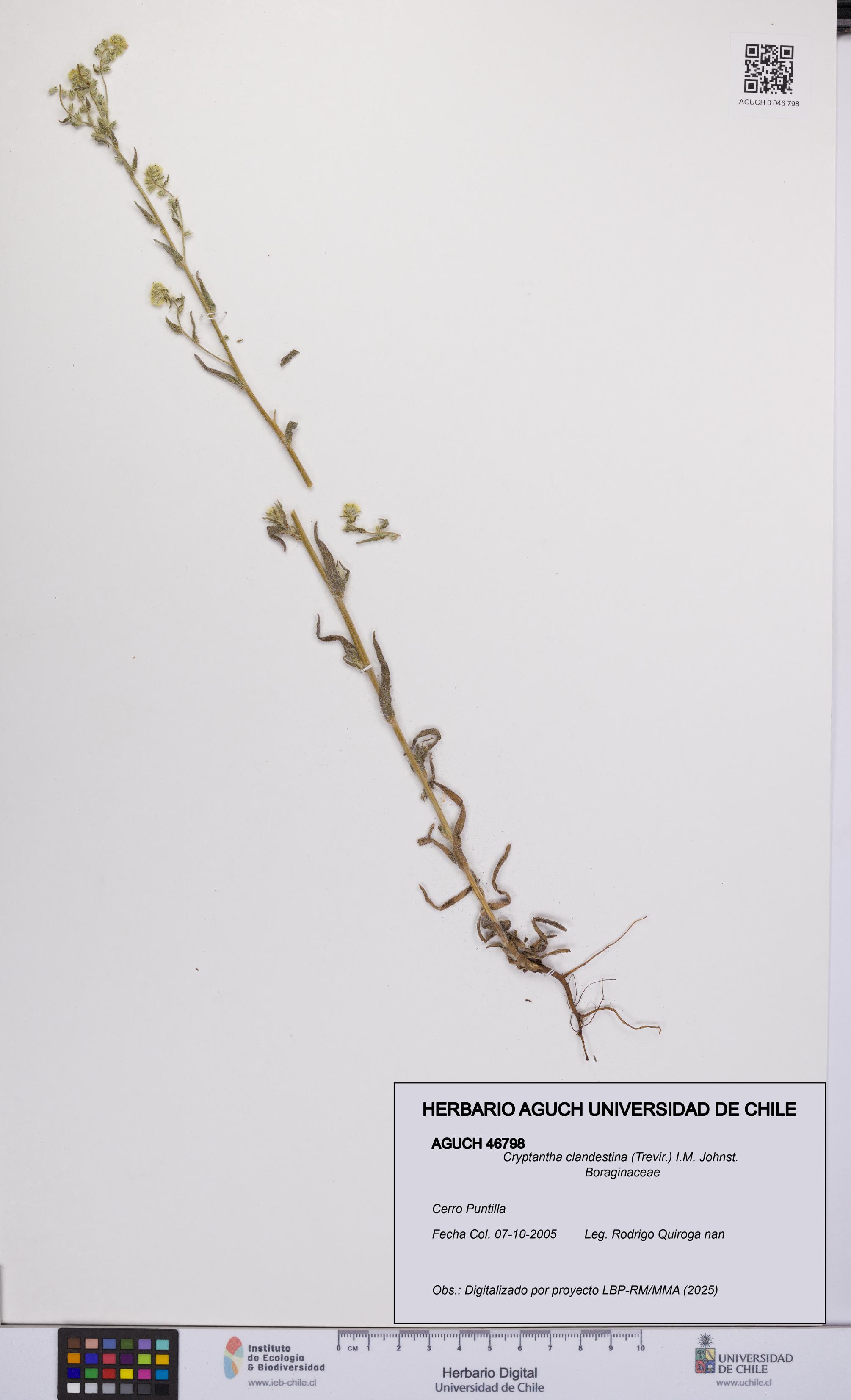 Cryptantha clandestina [Espécimen: UCH:AGUCH:0046798]