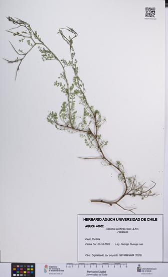 Adesmia conferta [Espécimen: UCH:AGUCH:0046802]