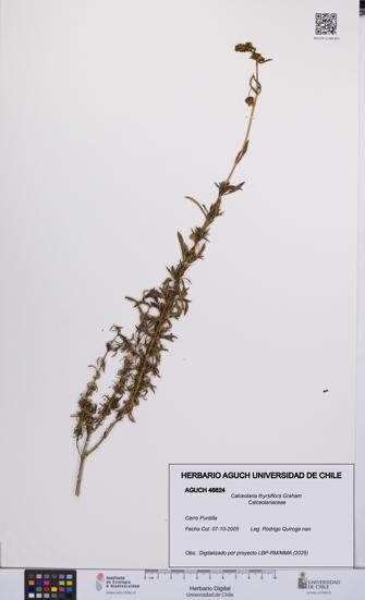 Calceolaria thyrsiflora [Espécimen: UCH:AGUCH:0046824]