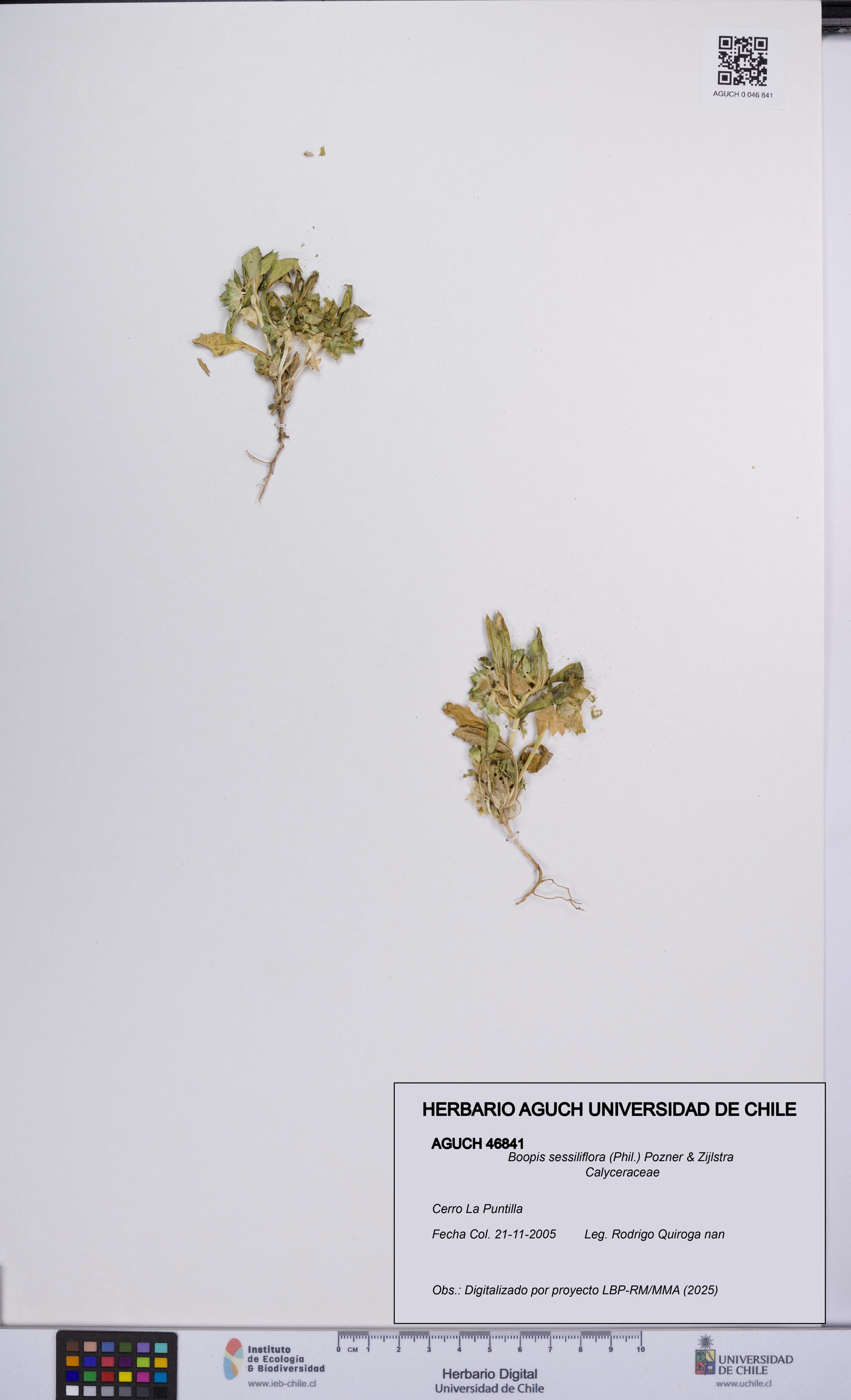 Boopis sessiliflora [Espécimen: UCH:AGUCH:0046841]