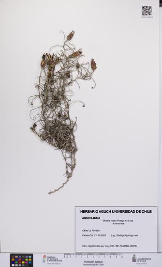 Mutisia rosea [Espécimen: UCH:AGUCH:0046842]