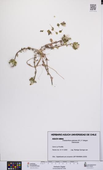 Chaetanthera glabrata [Espécimen: UCH:AGUCH:0046844]