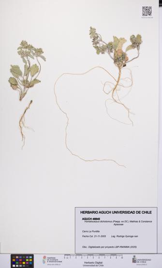 Homalocarpus dichotomus [Espécimen: UCH:AGUCH:0046845]