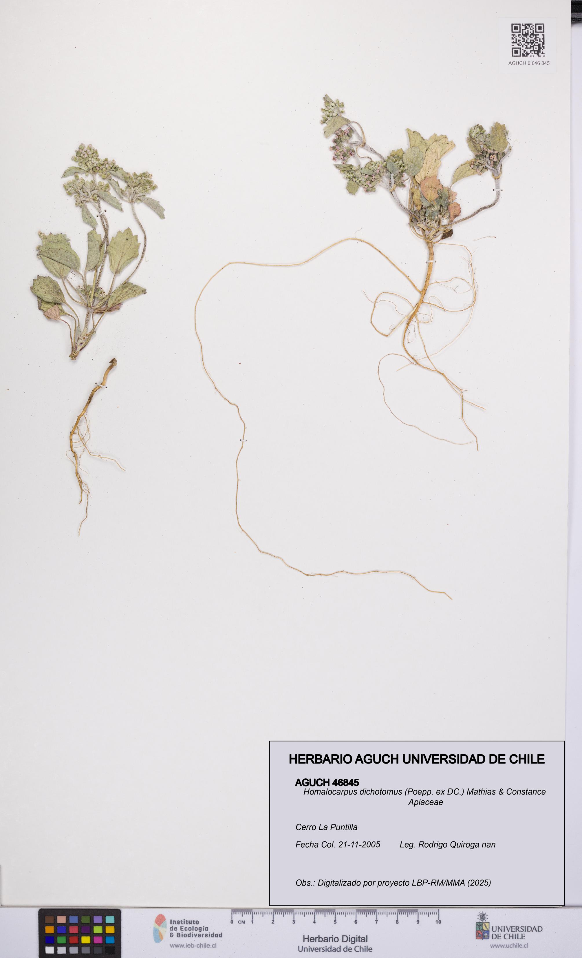 Homalocarpus dichotomus [Espécimen: UCH:AGUCH:0046845]