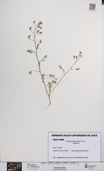 Adesmia tenella [Espécimen: UCH:AGUCH:0046850]
