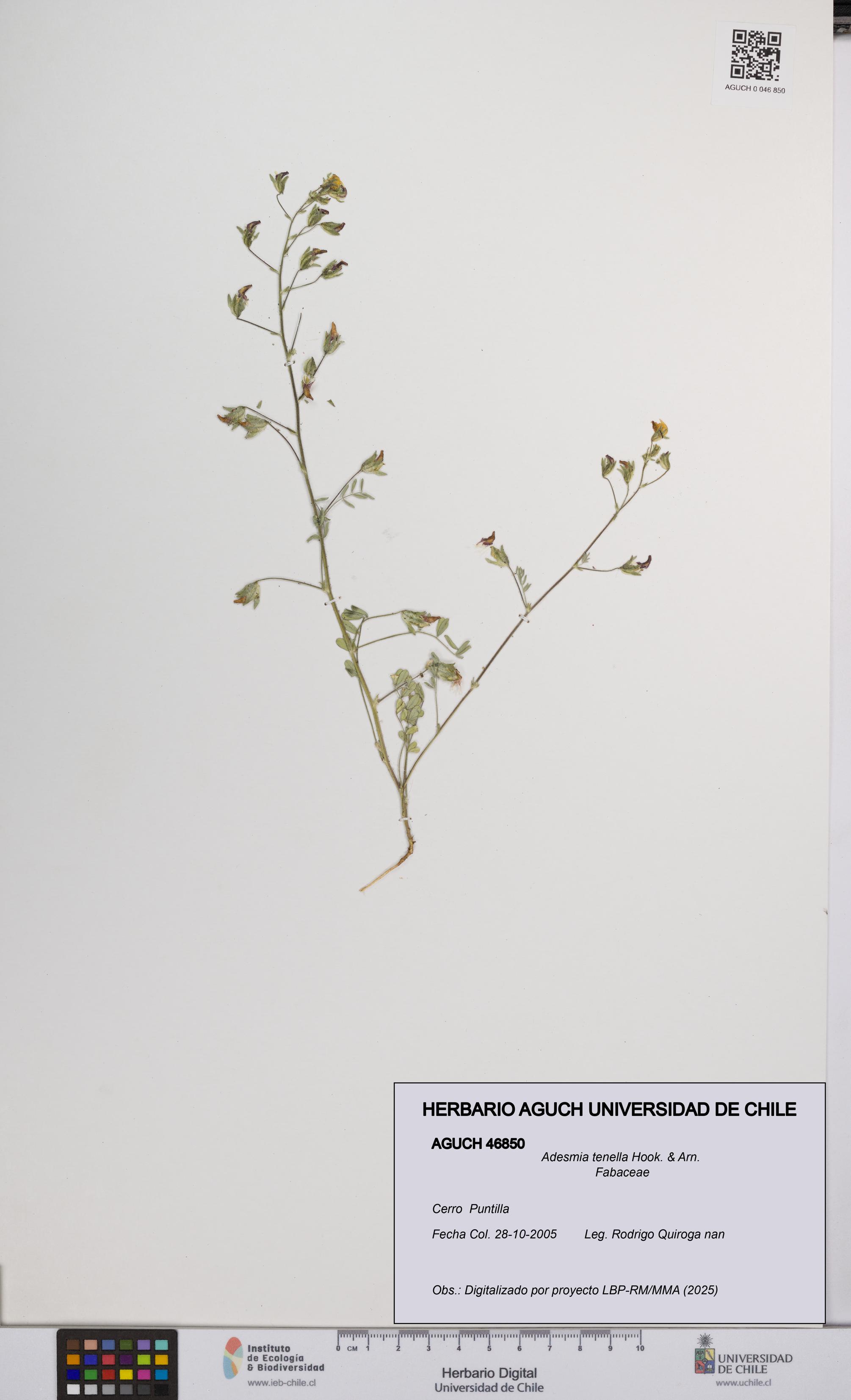 Adesmia tenella [Espécimen: UCH:AGUCH:0046850]