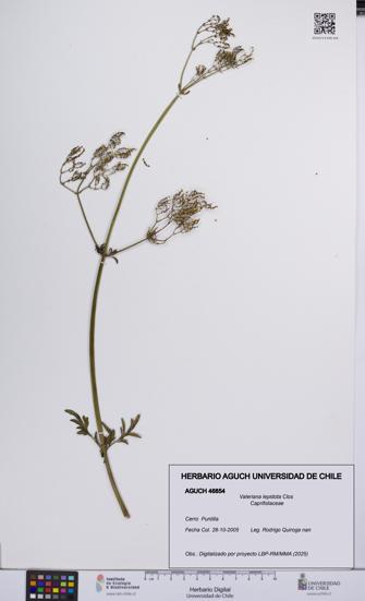Valeriana lepidota [Espécimen: UCH:AGUCH:0046854]
