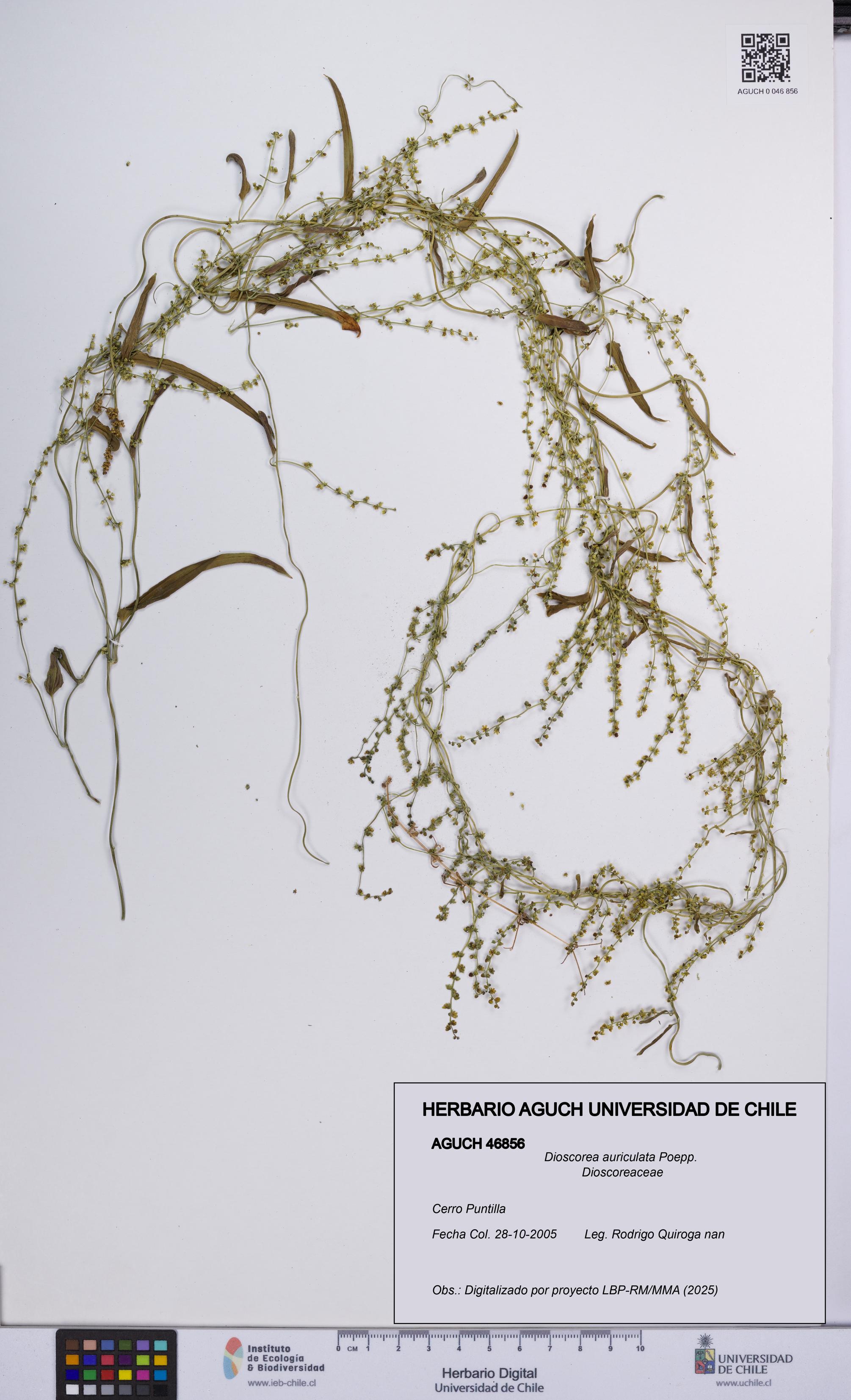 Dioscorea auriculata [Espécimen: UCH:AGUCH:0046856]