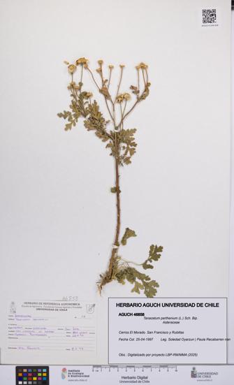 Tanacetum parthenium [Espécimen: UCH:AGUCH:0046858]