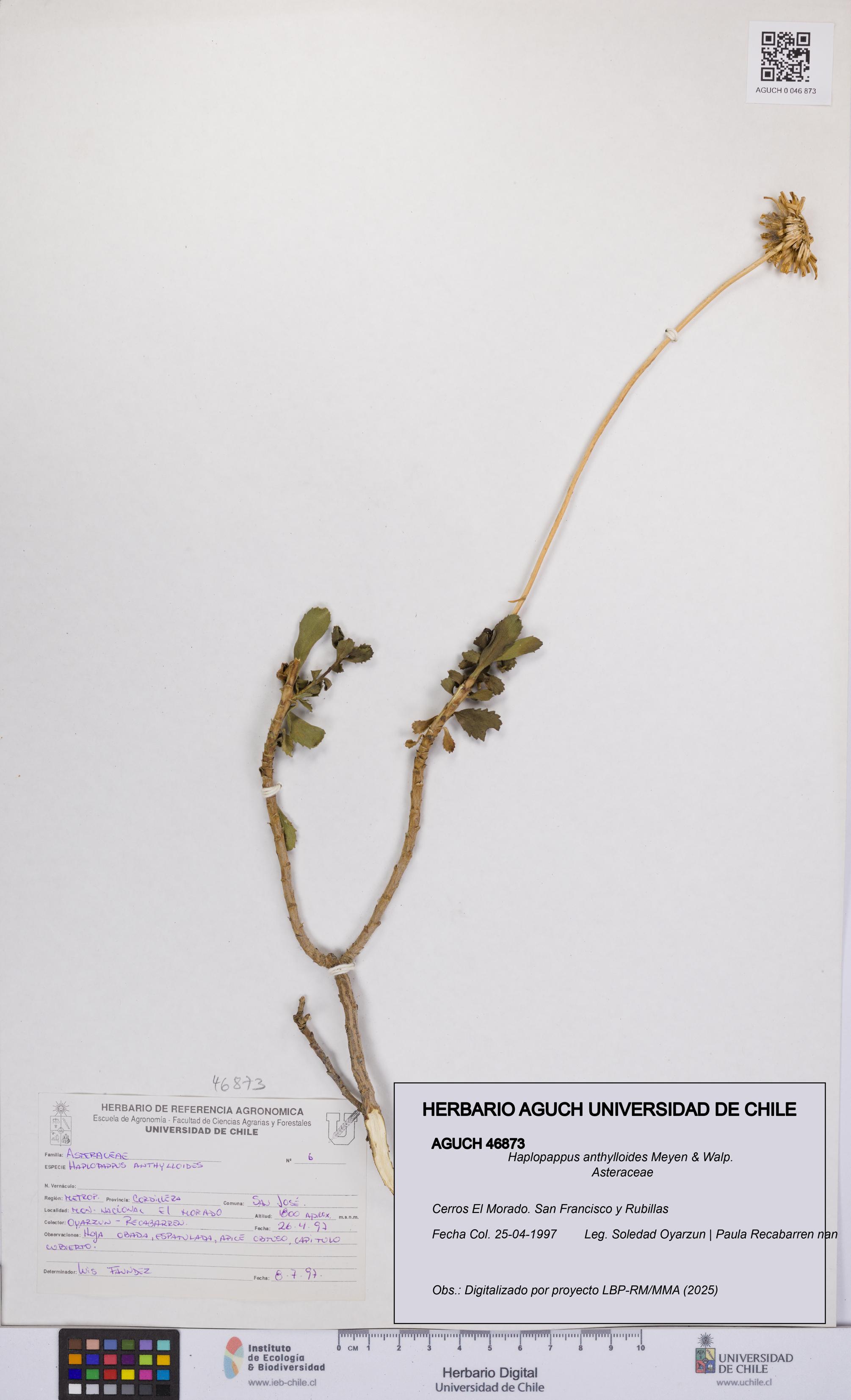 Haplopappus anthylloides [Espécimen: UCH:AGUCH:0046873]