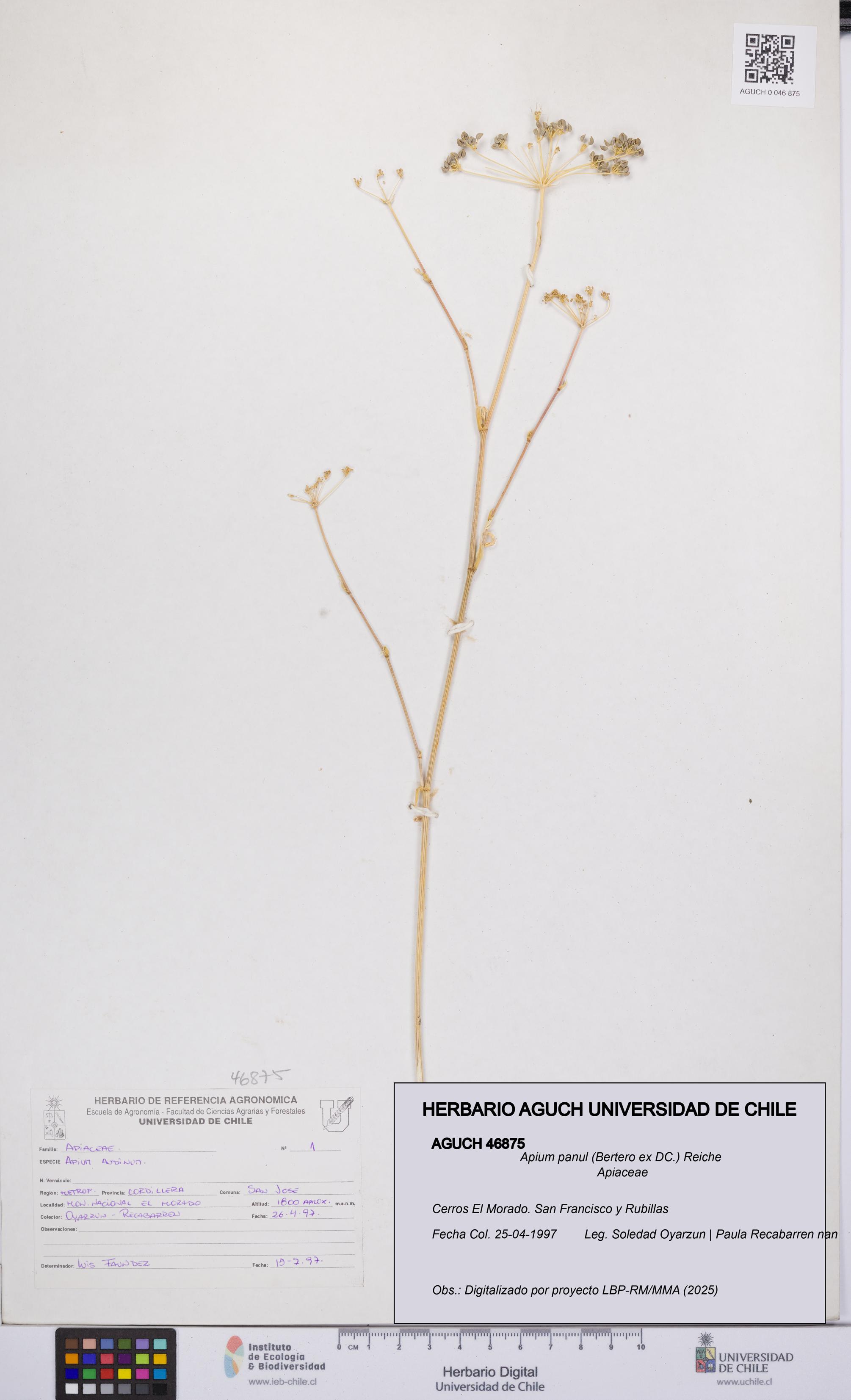 Apium panul [Espécimen: UCH:AGUCH:0046875]