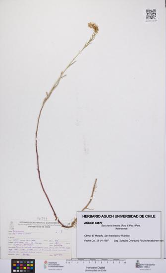 Baccharis linearis [Espécimen: UCH:AGUCH:0046877]