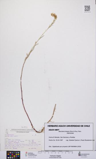 Baccharis linearis [Espécimen: UCH:AGUCH:0046877]
