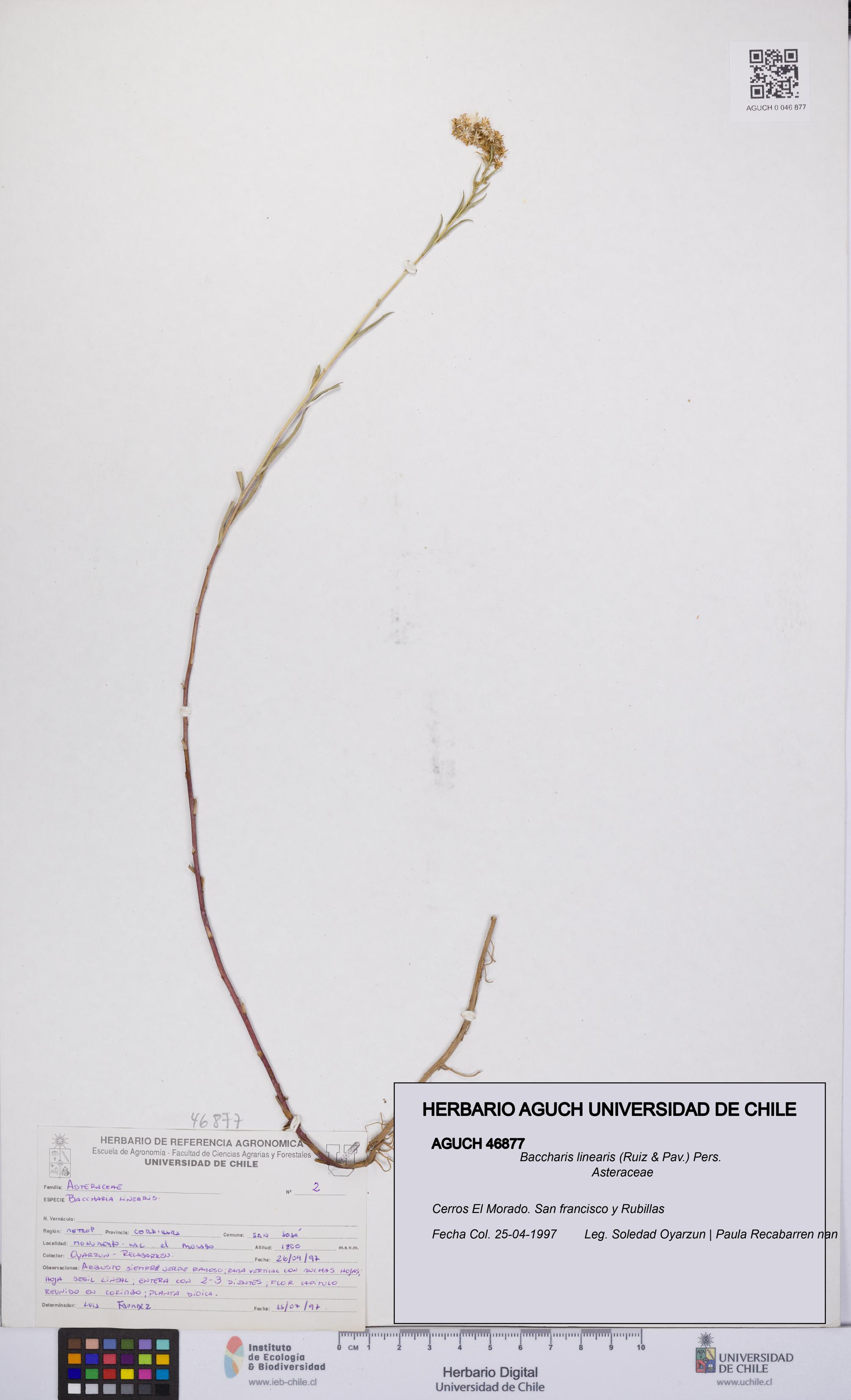 Baccharis linearis [Espécimen: UCH:AGUCH:0046877]