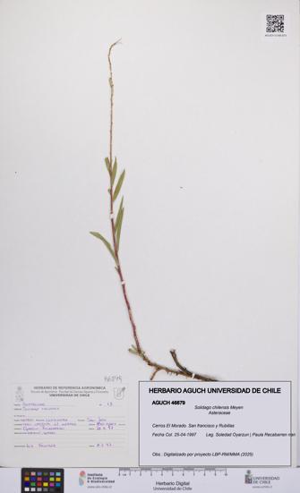 Solidago chilensis [Espécimen: UCH:AGUCH:0046879]