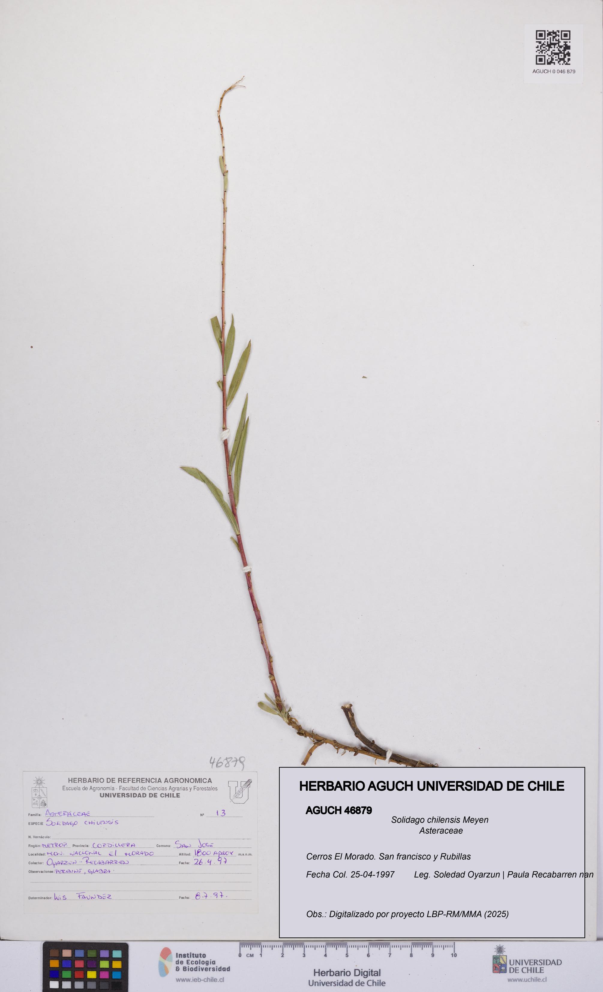Solidago chilensis [Espécimen: UCH:AGUCH:0046879]