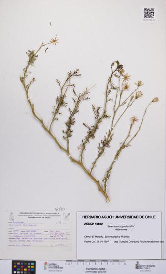 Senecio microphyllus [Espécimen: UCH:AGUCH:0046880]