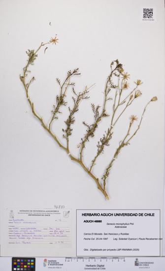 Senecio microphyllus [Espécimen: UCH:AGUCH:0046880]