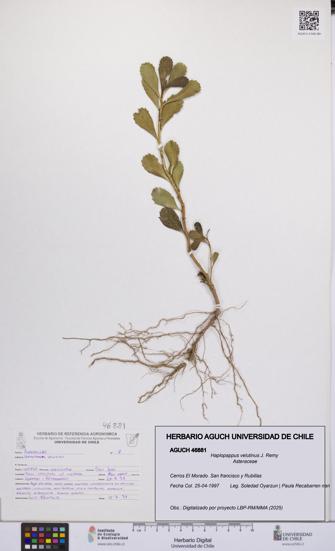 Haplopappus velutinus [Espécimen: UCH:AGUCH:0046881]