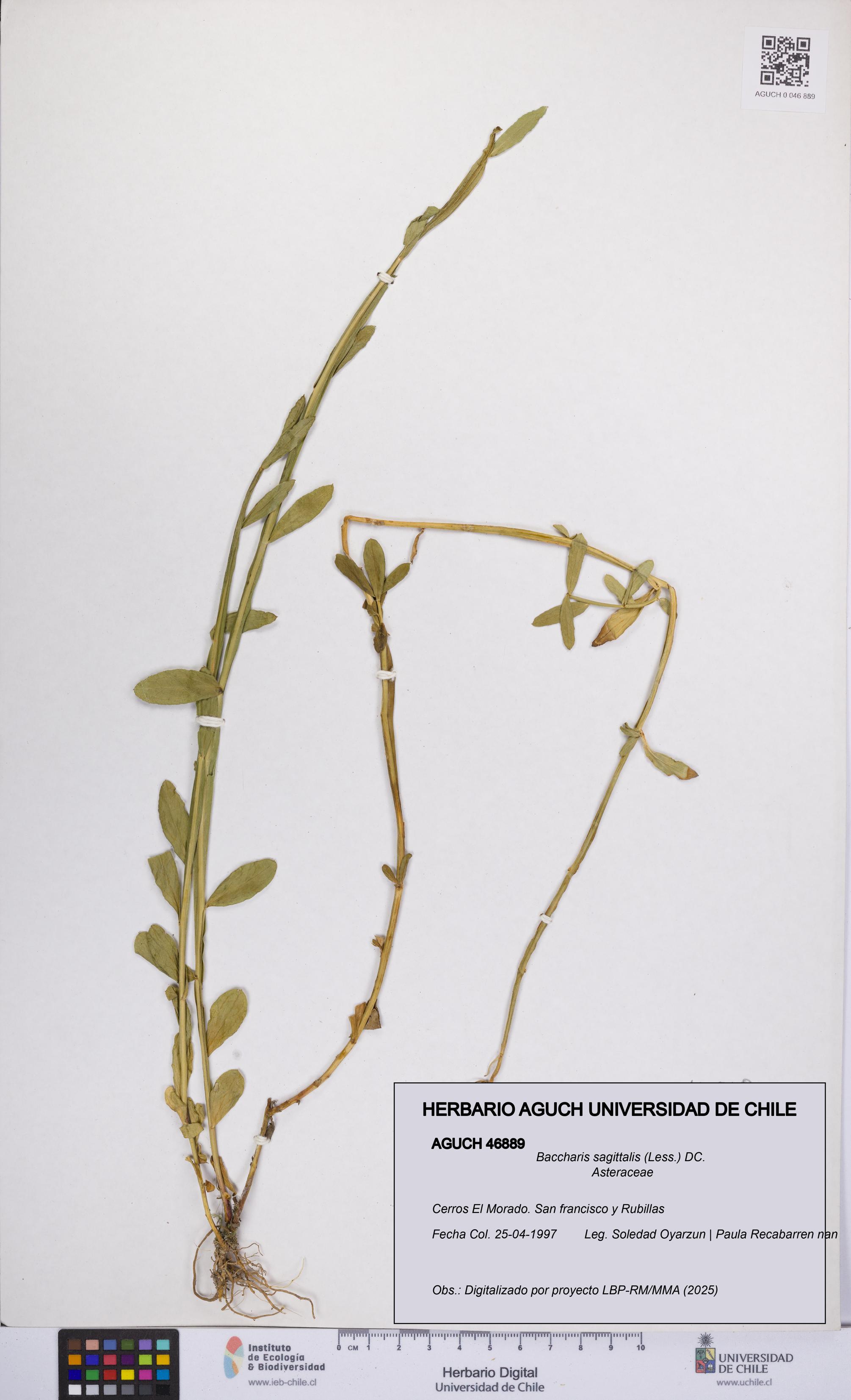 Baccharis sagittalis [Espécimen: UCH:AGUCH:0046889]