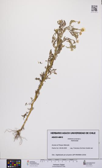 Anthemis arvensis [Espécimen: UCH:AGUCH:0046912]