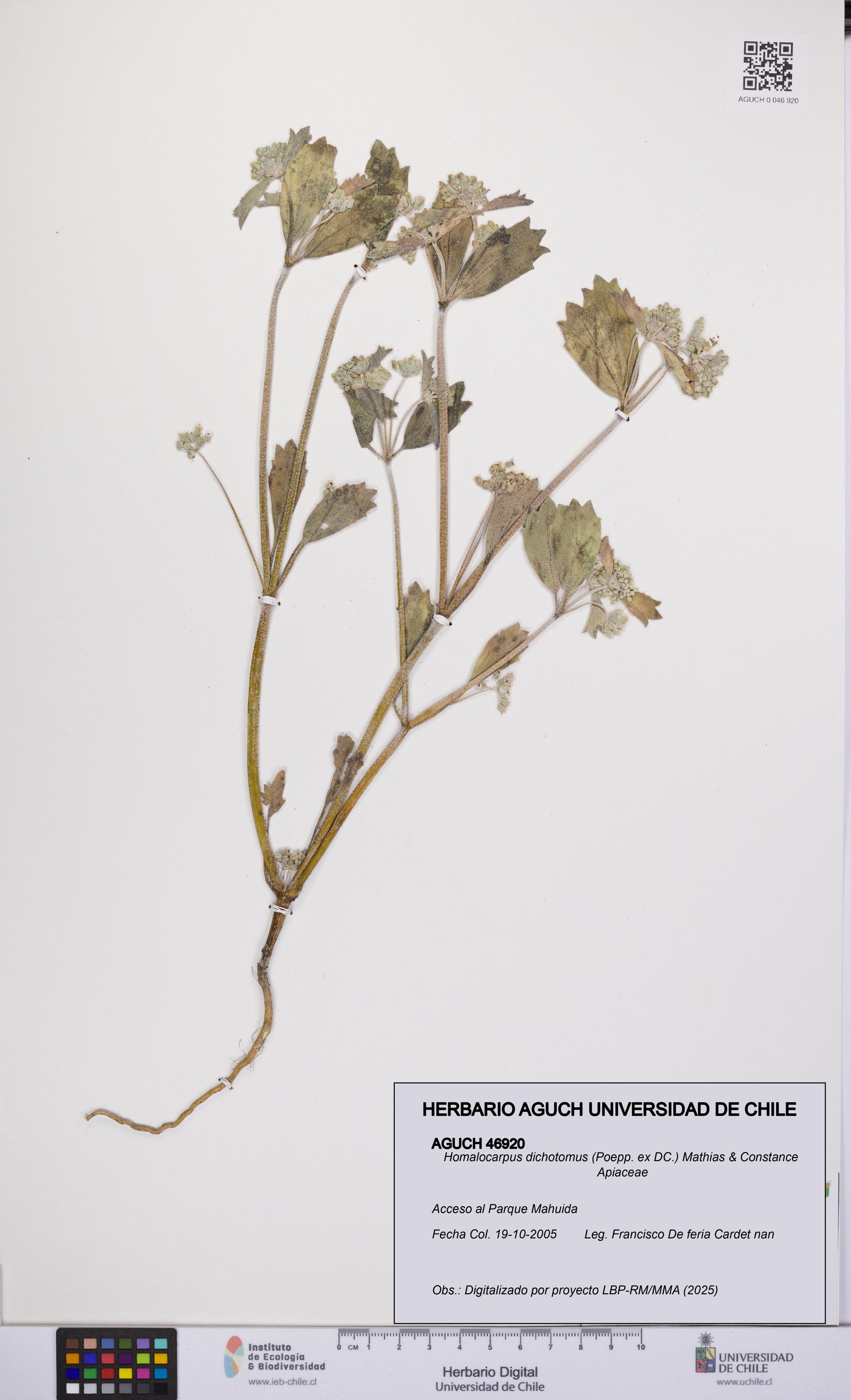 Homalocarpus dichotomus [Espécimen: UCH:AGUCH:0046920]