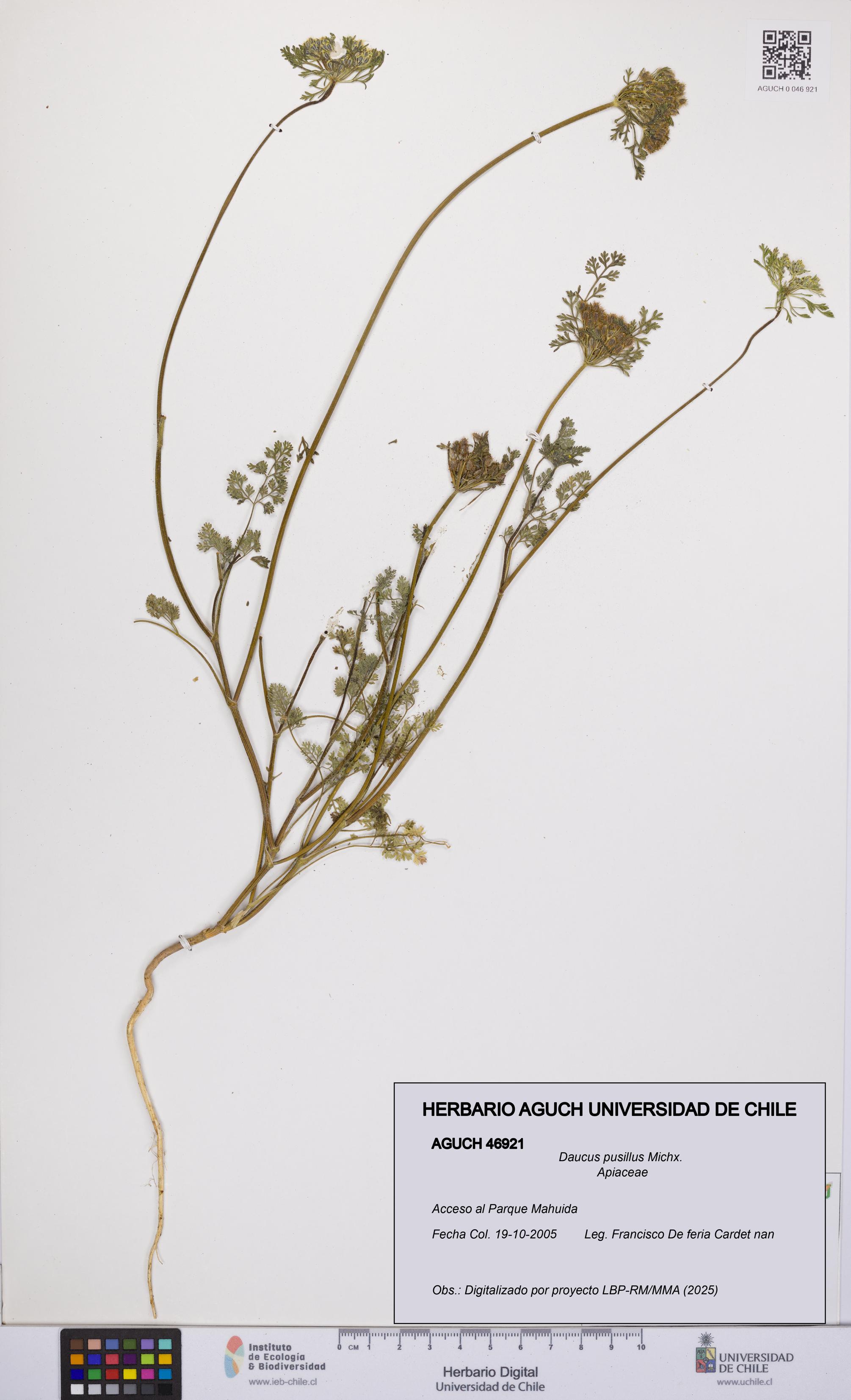 Daucus pusillus [Espécimen: UCH:AGUCH:0046921]