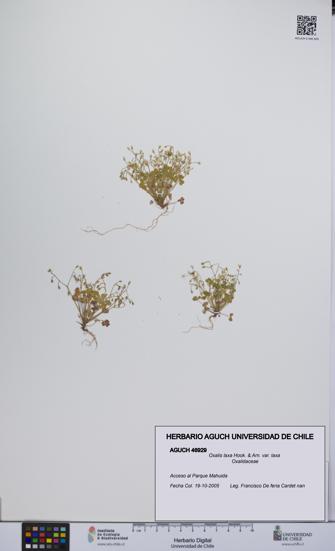 Oxalis laxa var. laxa [Espécimen: UCH:AGUCH:0046929]