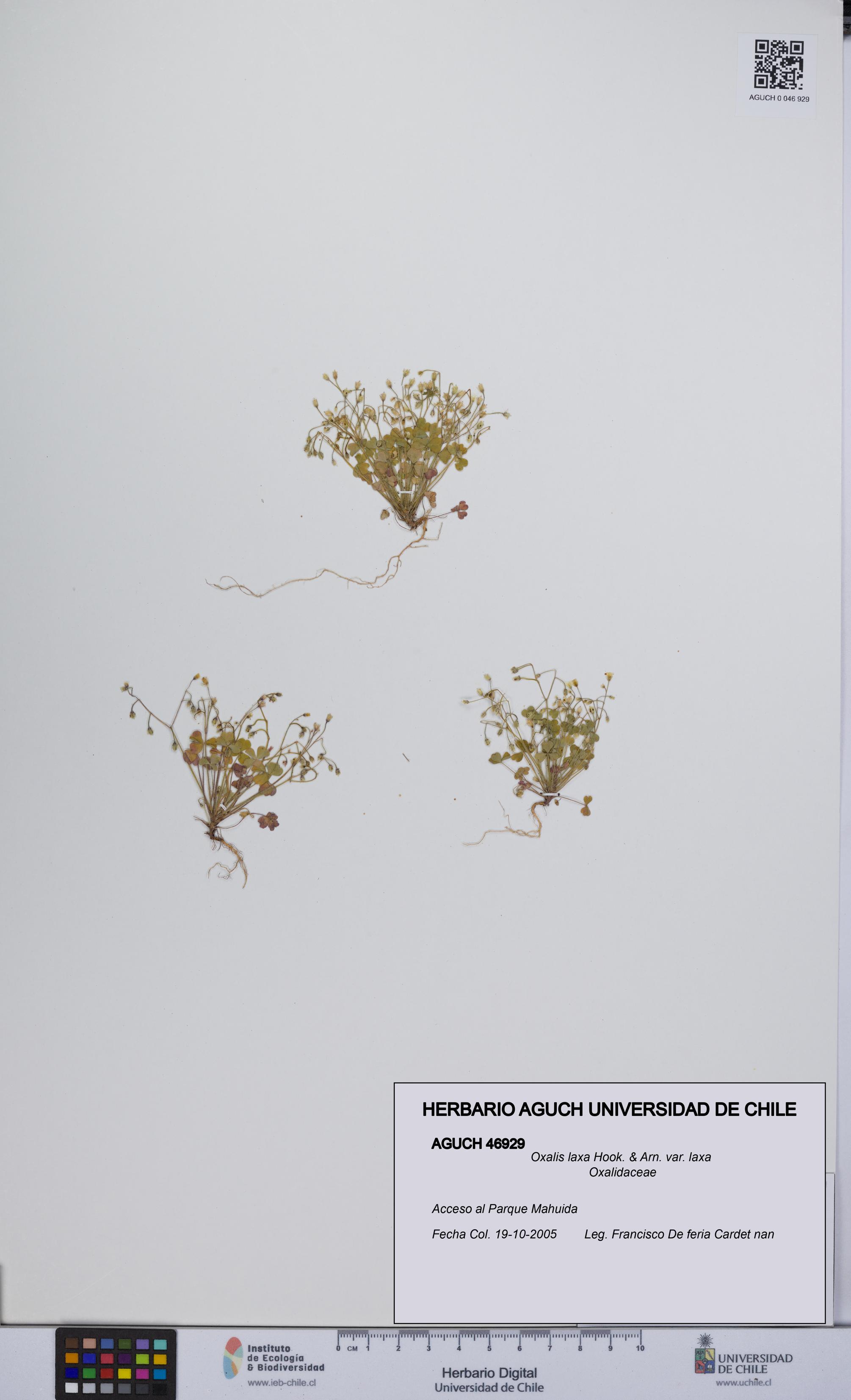 Oxalis laxa var. laxa [Espécimen: UCH:AGUCH:0046929]